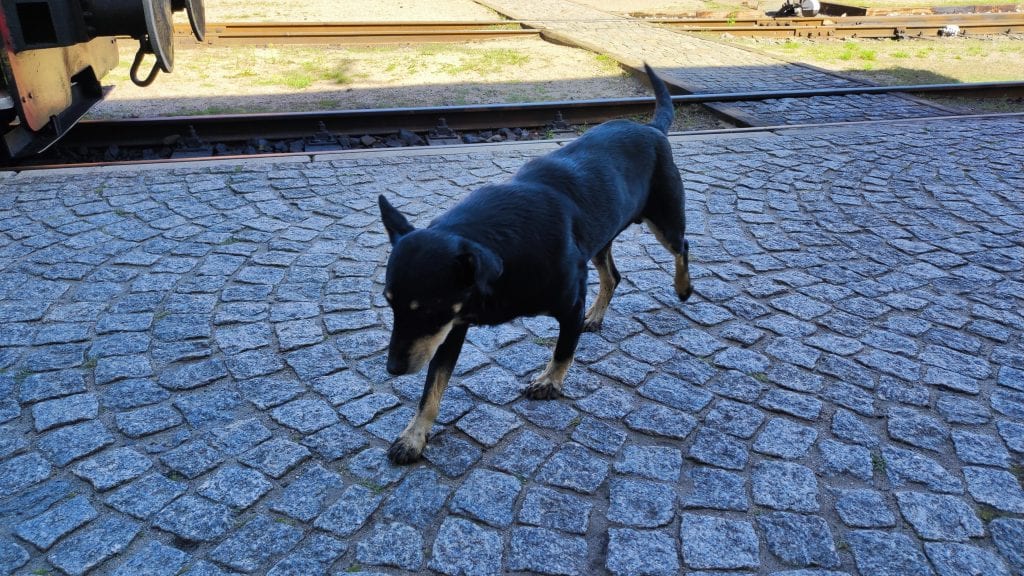 Ciemny pies na peronie Zabytkowej Stacji Kolejki Wąskotorowej w Rudach.