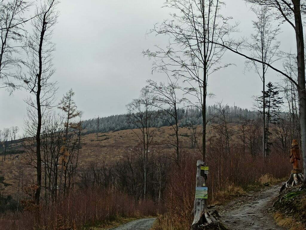 Na pierwszym planie szlak górski na Biskupią Kopę, w tle widoczny szczyt z ośnieżonymi drzewami.