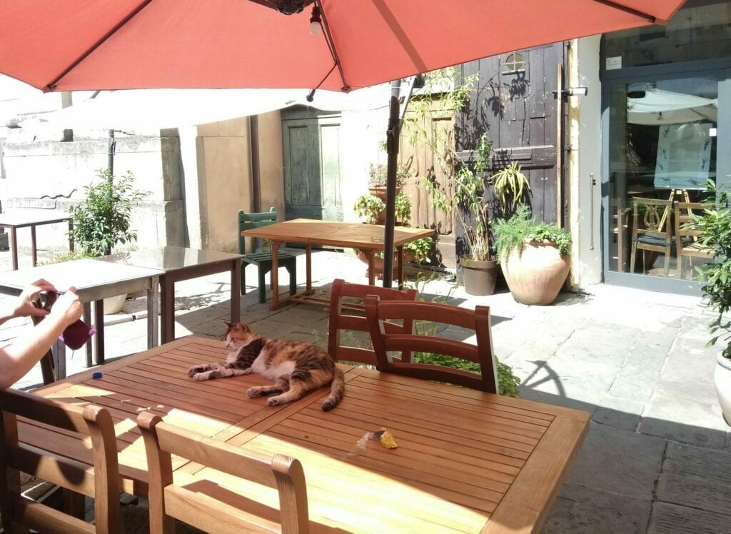 Stół i krzesła na dworze w Bardze, nad nimi parasol. Na stole leży łaciaty kot.