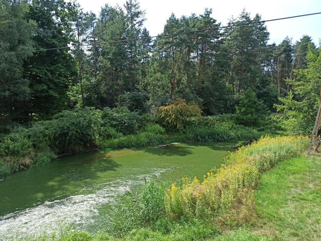 Widok na las i rzekę.