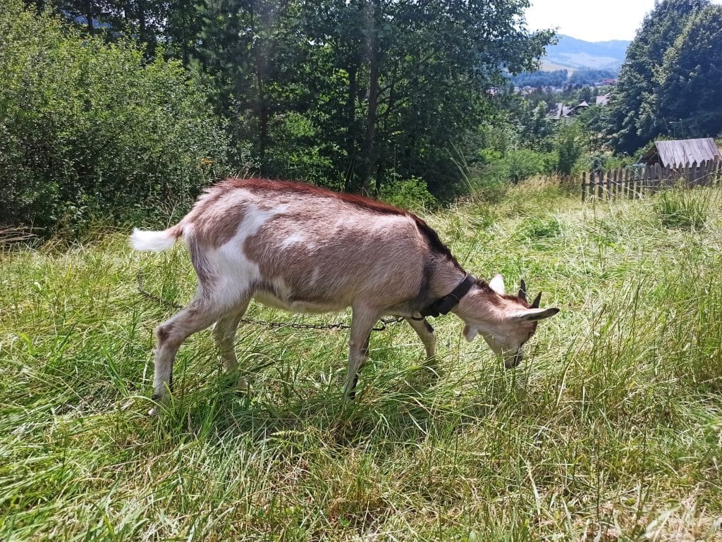 Koza pasie się na trawie.
