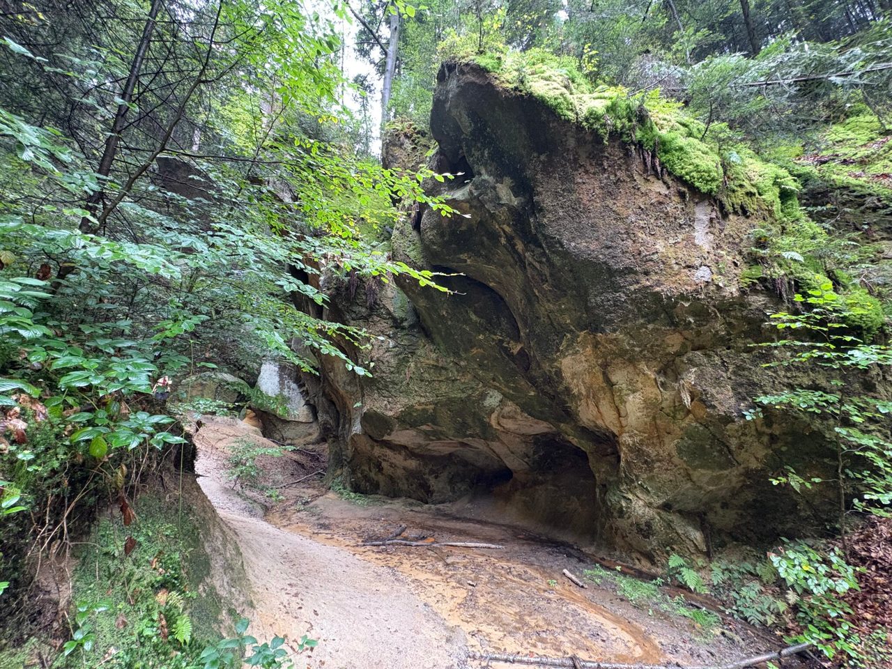 Duża skała w lesie